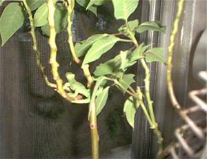 Bugs and Critters Doug Newman  Children's Music, Kid's Music 